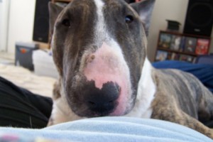Delby the Bull Terrier
